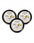L'avenour Shea Cold Cream, with Vitamin E, Shea Butter & Avocado Oil, SLS & Paraben Free, Hands and Body, 300 ml - Pack of 3